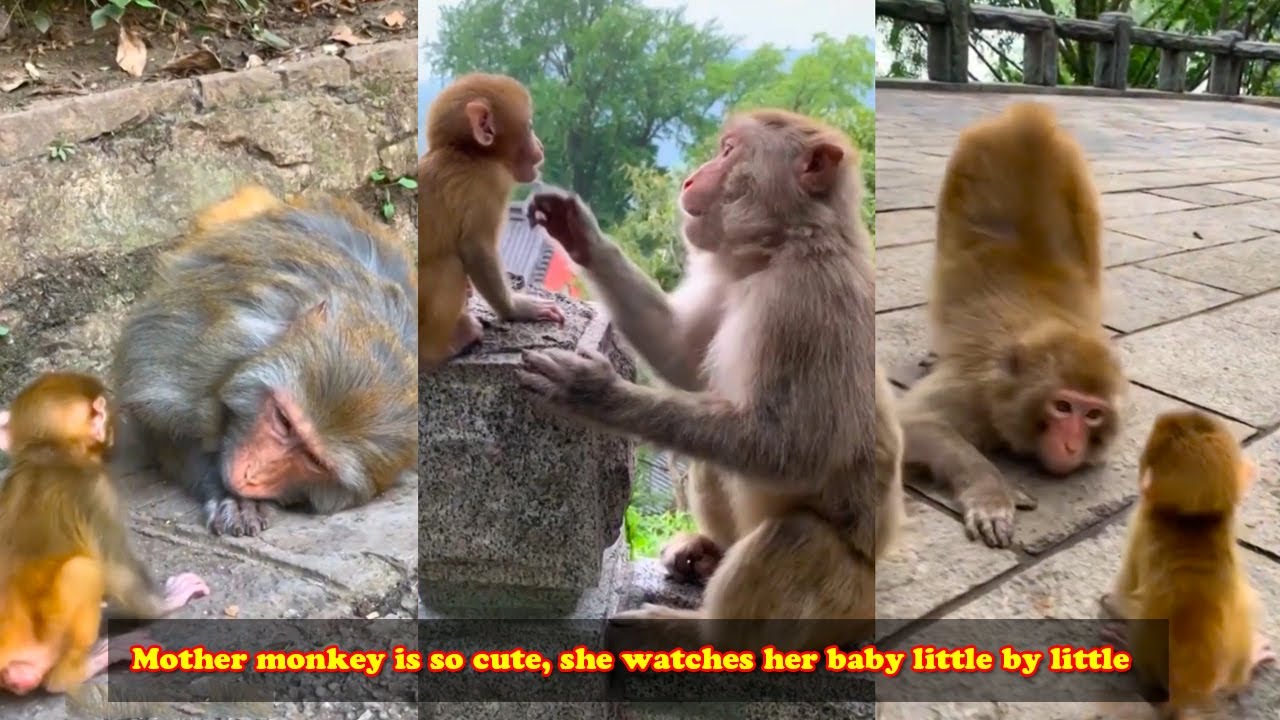 This mother monkey is so cute, she watches her baby little by little ...