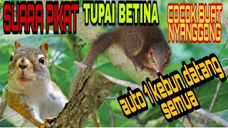 SUARA PIKAT TUPAI BETINA#AMPUH SATU KEBUN DATANG SEMUA