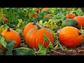 Pumpkin patch field prep (Ep. 1)