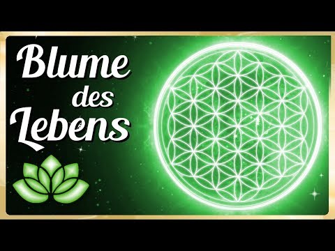 Video: Gerbera-Blume: die Bedeutung und Beschreibung der Blume