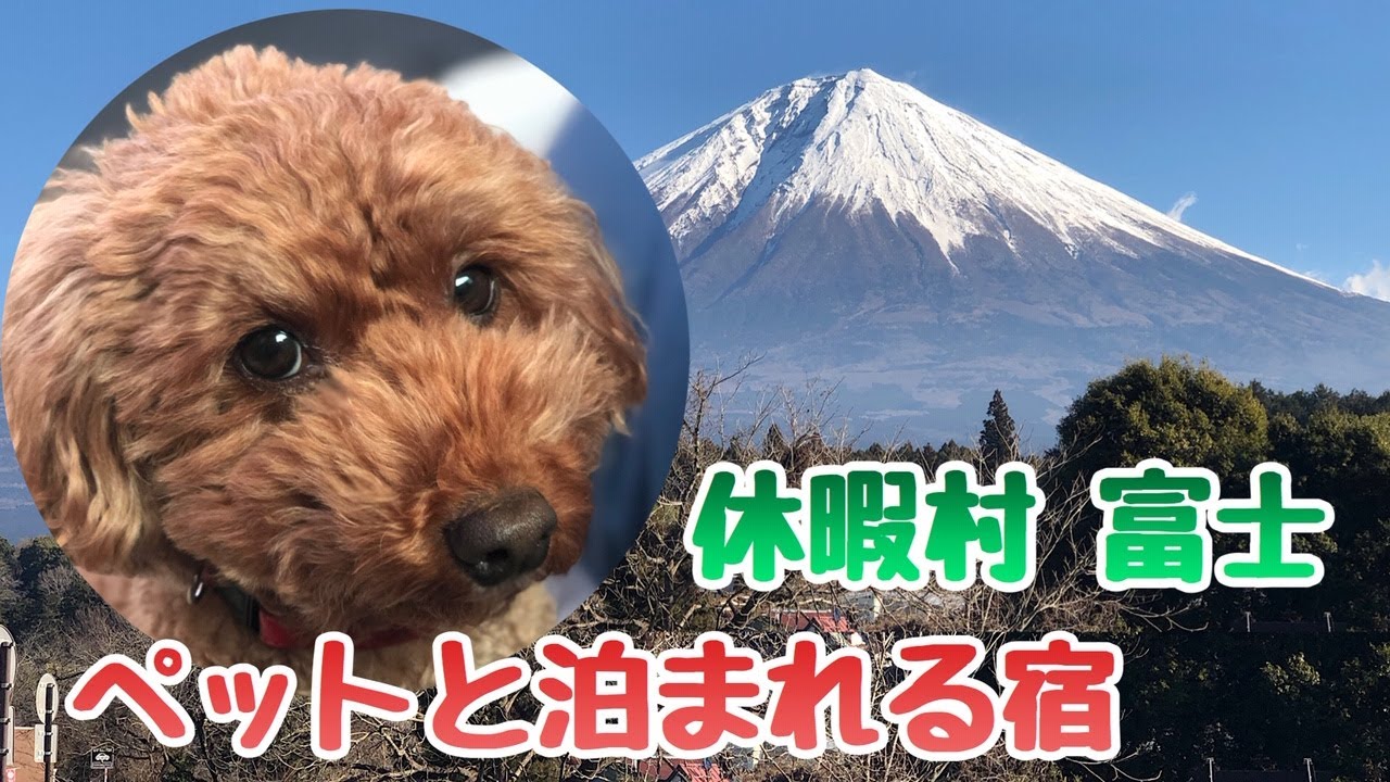 【ペットと泊まれる宿】トイプードル と 休暇村 富士に泊まってみた！ #休暇村 #富士 #富士山