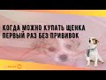 Когда можно купать щенка первый раз без прививок