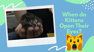🐱 When Do Kittens Open Their EYES and how to tell their age 🐱 Kitten Class