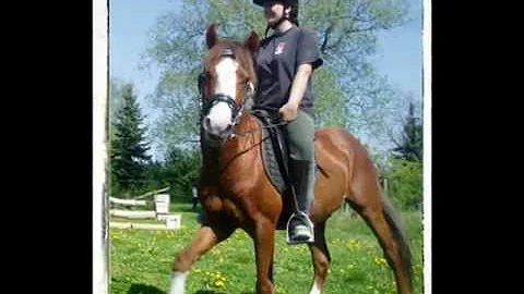 Pferde - Reiten - Natur - erleben