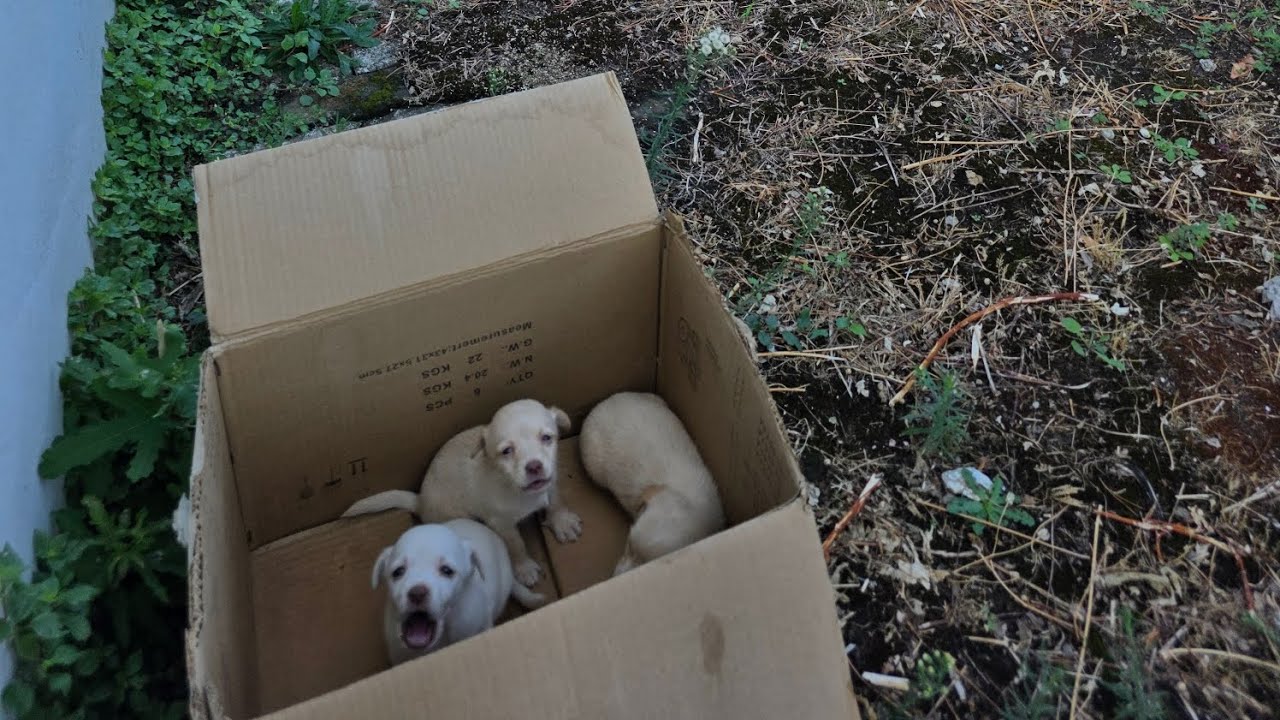 Three tiny puppies were found abandoned in a cardboard box. #puppies # ...