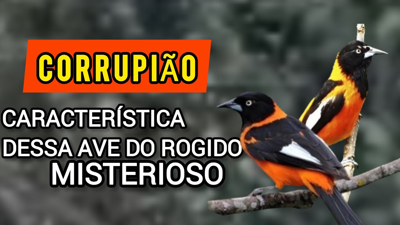 Tudo Sobre o Corrupião: Fatos e Curiosidades Sobre Essa Ave Fascinante