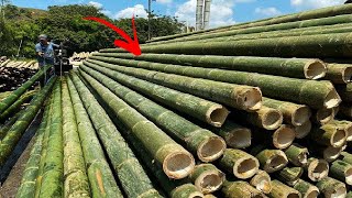 Bamboo - The Most Surprising Grass In The World!