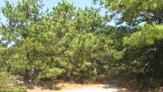 Pine Barrens in Riverhead to be razed for a Super Walmart!