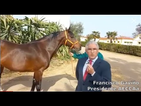 Francisco Gaviño, Presidente de AECCAá, habla de Spirit Biboulet