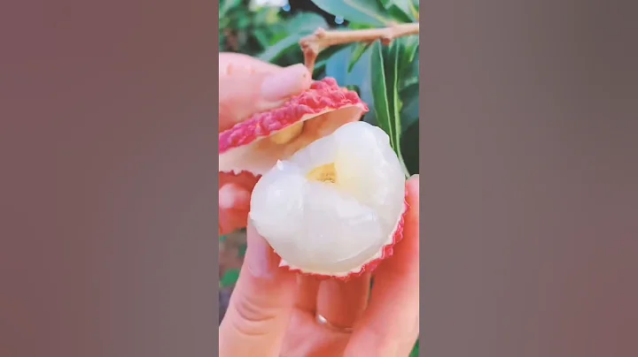 Yummy Lychee From Hundred Years Old Tree #satisfying #shortsvideo - DayDayNews