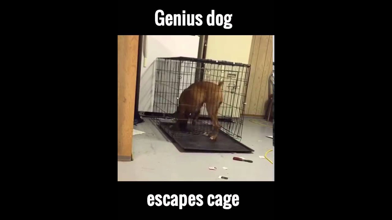 dog breaks out of cage