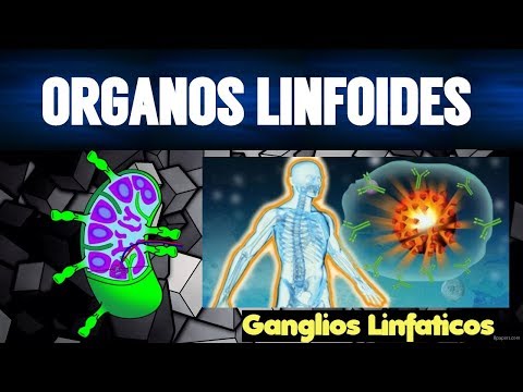 Vídeo: Diferencia Entre órganos Linfoides Primarios Y Secundarios