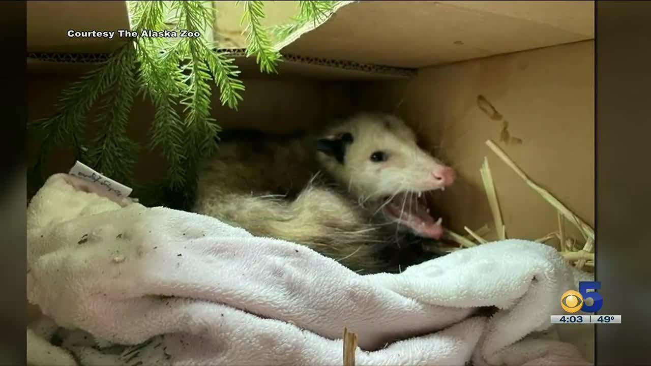 Fugitive captured in Homer after biting police officer