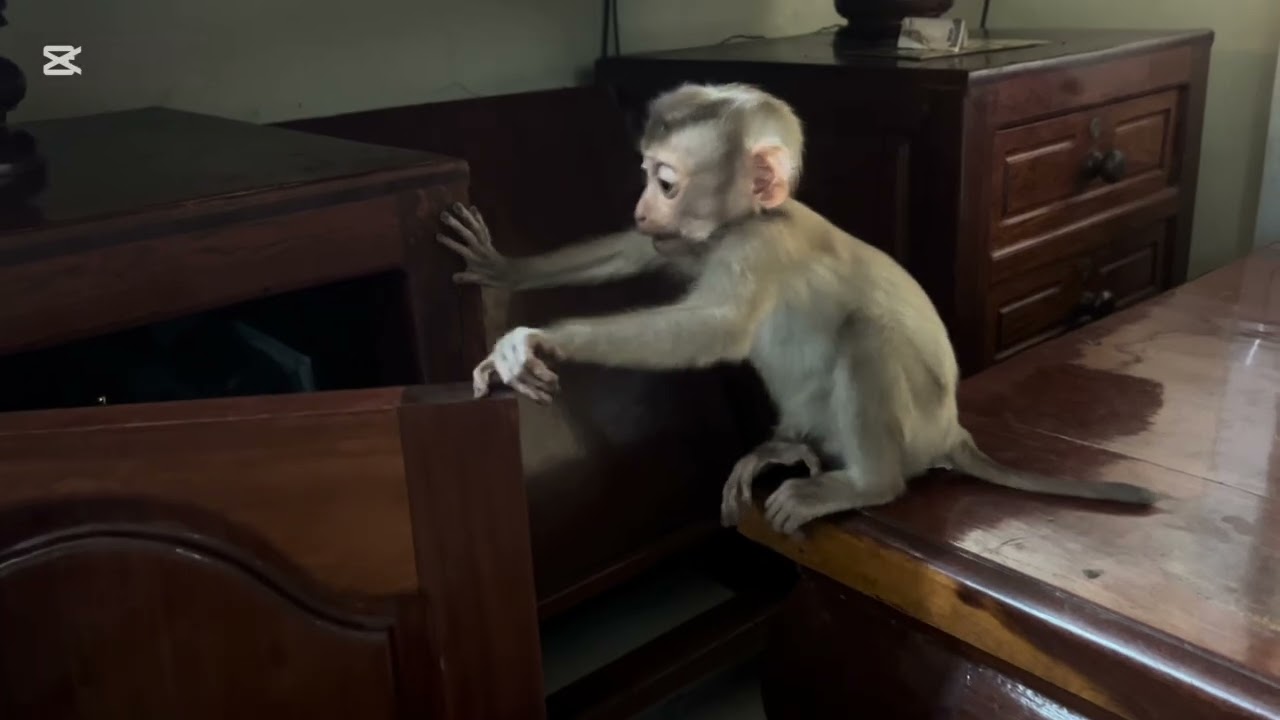 Today Mary is tired #monkey #animals