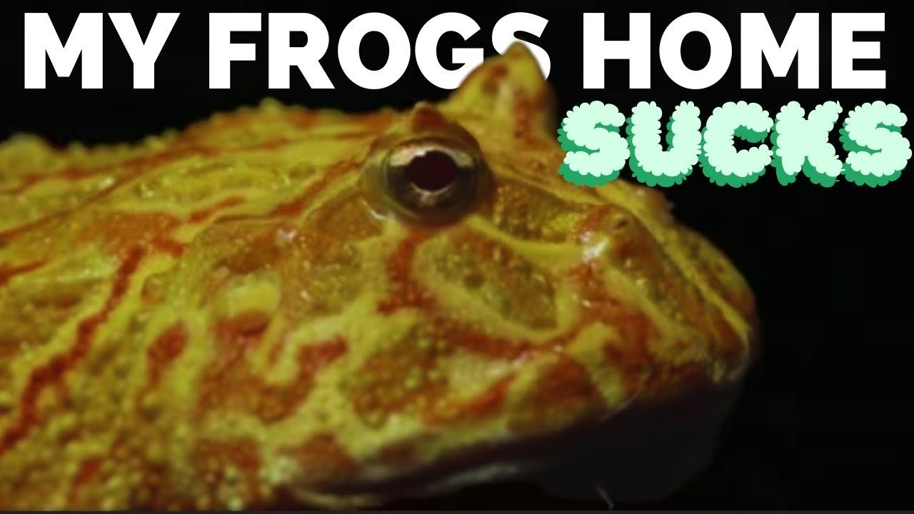 My pet frogs home sucks so I built him a mansion