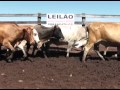 LOTE 21 Vacas Paridas
