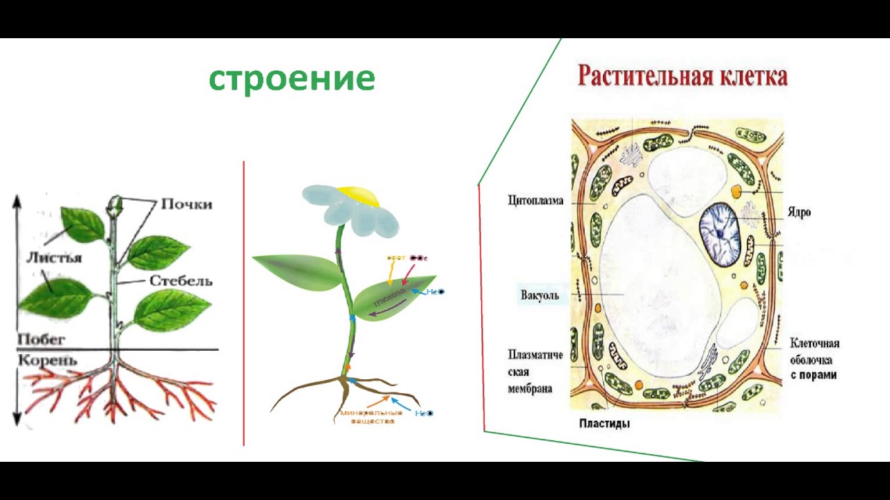 Телом ботаника