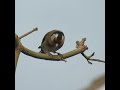 Singing goldfinch