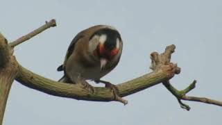 Singing goldfinch