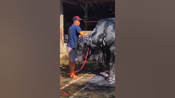 Grandong sapi setia Farm 2021#shorts