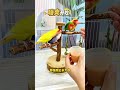 Cute Parrot Baby Demands Food! 🦜🥄 So Adorable ❤️