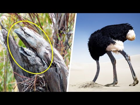 Video: Zašto Dvonožne životinje Ne Postanu Inteligentne? - Alternativni Pogled