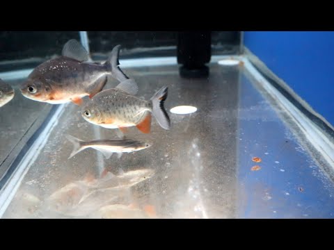 Video: Ano Ang Pacu Fish
