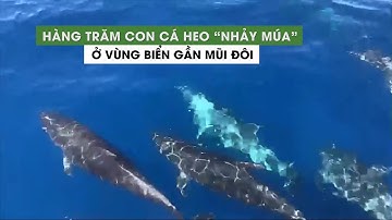Hàng trăm con cá heo xuất hiện ở vùng biển gần Mũi Đôi