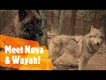 Meet Nova &amp; Wayah, the Gray Wolves!