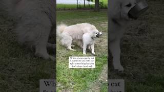 Funny Great Pyrenees Puppy #funnyanimals #funnyanimalvideos #funnypuppy #greatpyrenees #cuteanimals