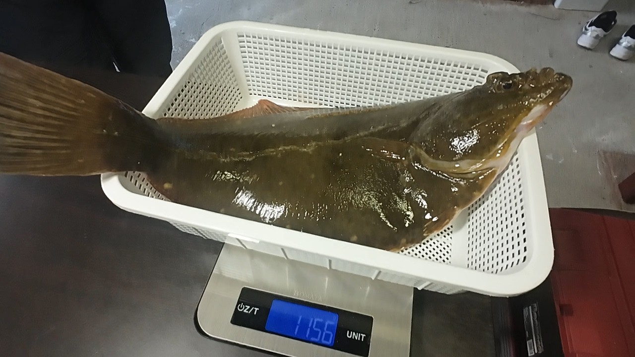 カレイ釣りの状況　2025年11月