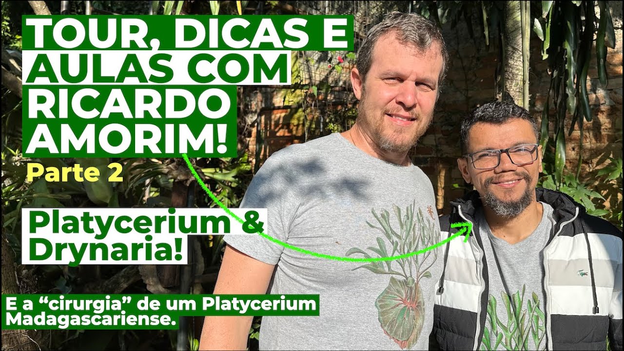 TOUR de CHIFRE de VEADO: aula e dicas sobre Platycerium com Ricardo Amorim (parte 2).