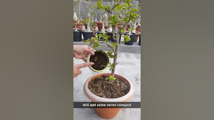 DO THIS IN BOUGAINVILLEA FOR HEAVY FLOWERING