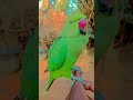 Mera pyara Seenu #shortvideo #viral #trendingsong#Originally priced around $1.5.million Mercedes CLR