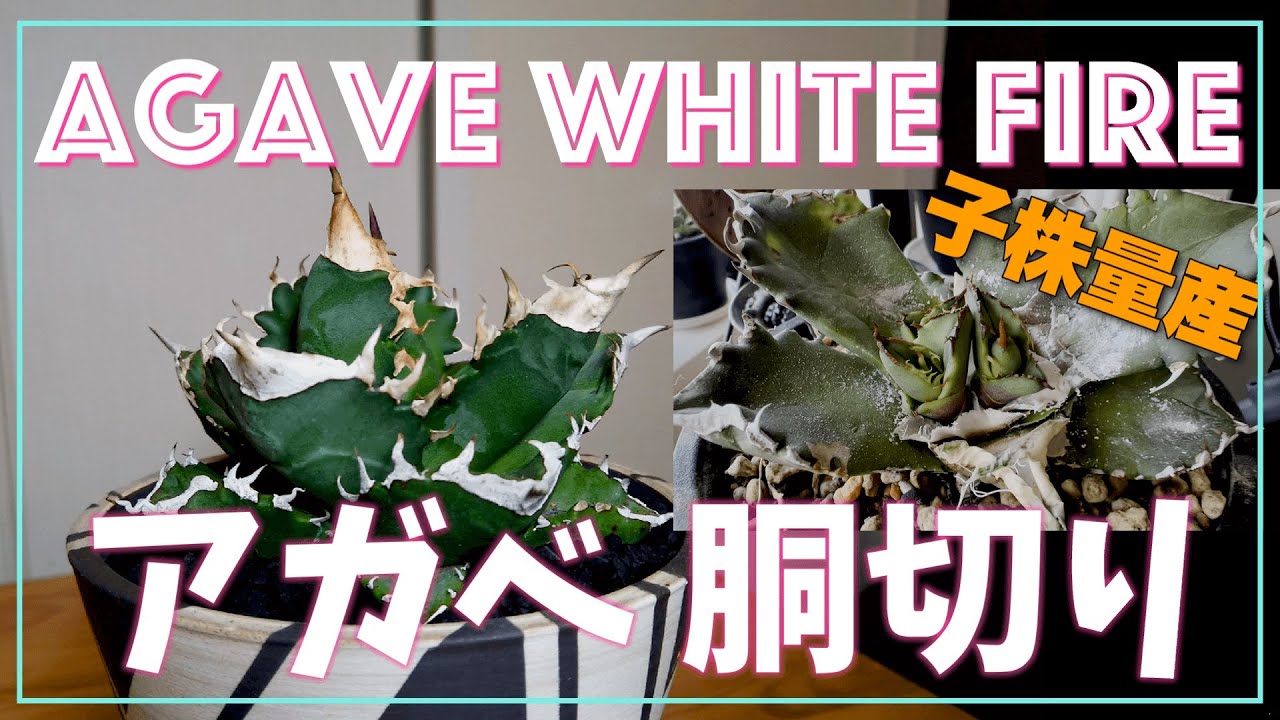 1株5万円 ️高額アガベを 胴切りで増やす⁉️アガベ ホワイトファイヤー 🔥AGVE WhiteFire - YouTube