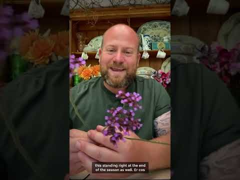 Video: Verbena Companion Planting: What Are Good Verbena Companion
