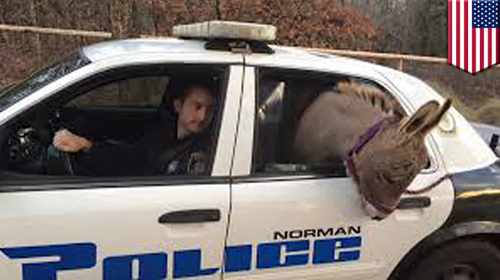 Police Animal Rescue: Lost donkey takes a ride in ...