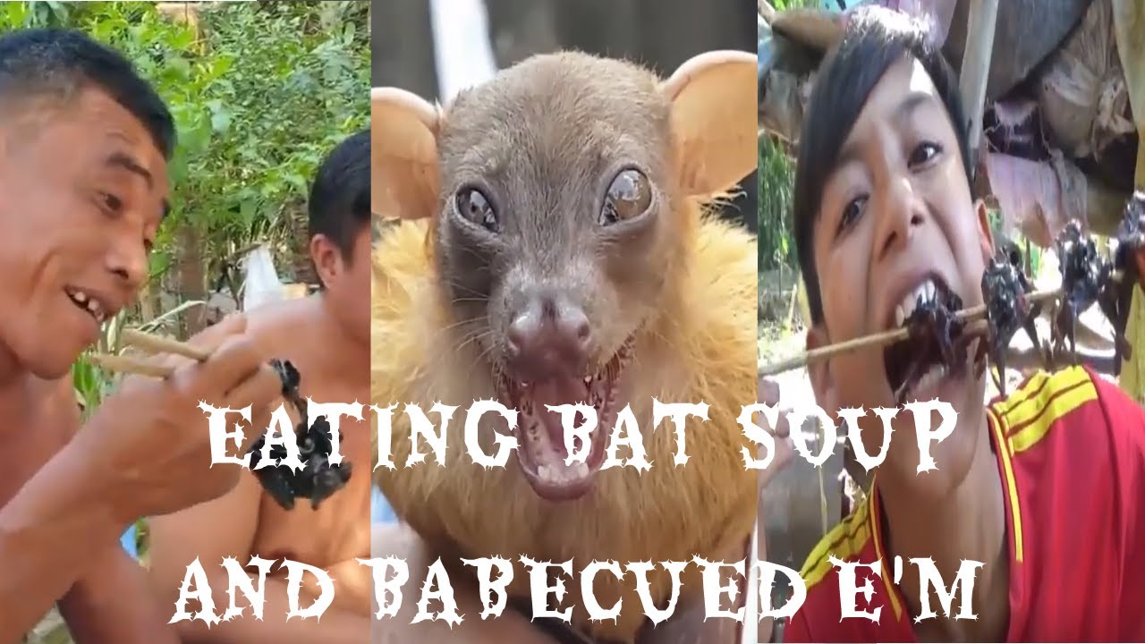 Vietnamese Eating BAT SOUP and Barbecued w/BEAN CURD YouTube