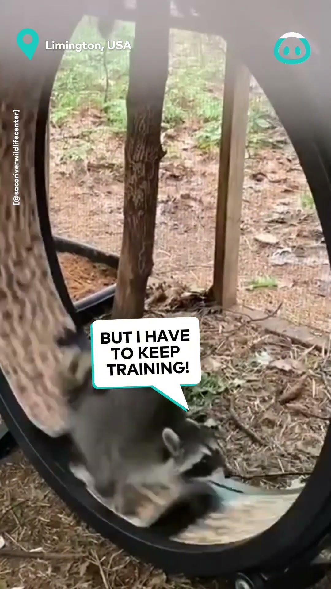 Raccoon Rehab Workout || ViralHog