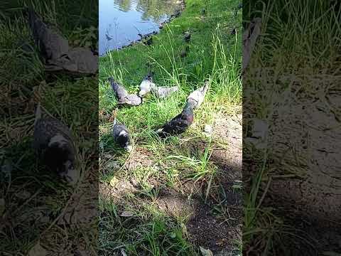 Голуби в парке #дача #природа #огород #лето #рекомендации #сад #осень #море #питер #automobile