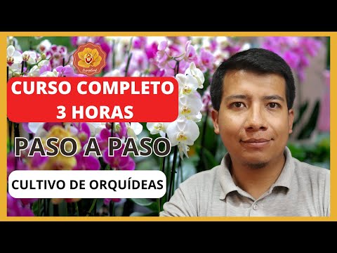 Video: Cultivo de orquídeas para principiantes - ¿Cuáles son los conceptos básicos del cultivo de orquídeas?