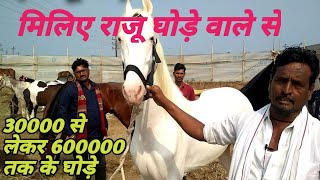 Raju Bhai Horse Stud Farm. Best Breeds Of Horse For Sale