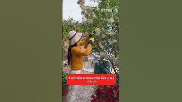 hướng dẫn chi tiết cách cắt tỉa cẩm tú cầu thân gỗ các bác ơi 📞092.391.2111 #camtucauthango