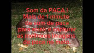 Som da PACA !