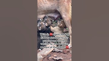 Let us vaccinate the puppies against parvocanine teeth please #puppy #adoptstrays #fundraiser