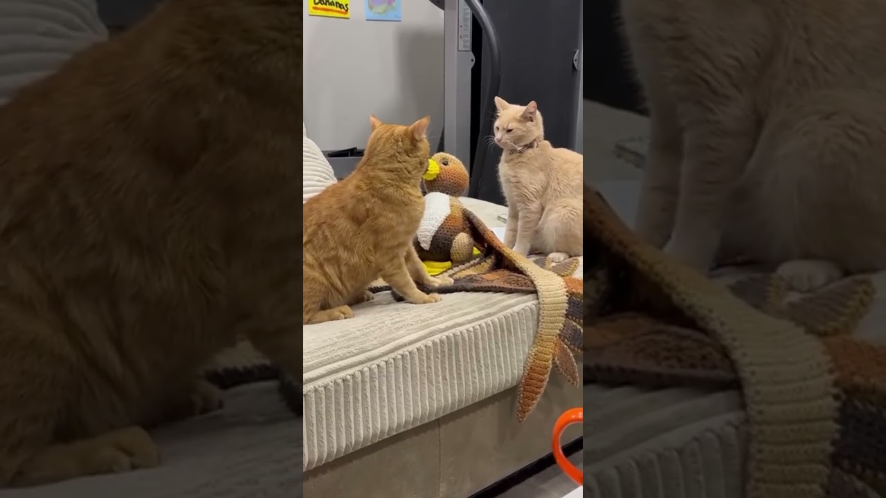 Wait for it #cats #catfunny #justcozy #catvideos #cozycat #funnycatvideos #toocozy