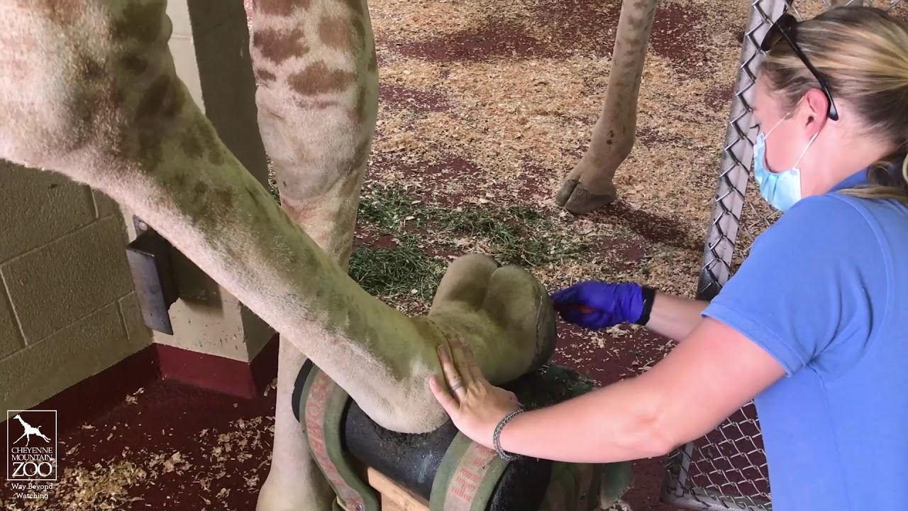 Узнайте поближе об уходе за копытами жирафов и лосей в зоопарке CMZoo.