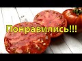 Эти 8 сортов томатов даже меня удивили