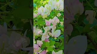 Bougainvilla Flowerfrom Garden Of Lovefreshviralfypshorts