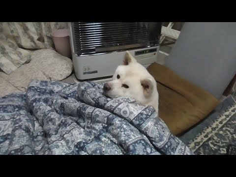 【秋田犬ゆうき】仏壇のろうそくを消しに行く時間だが予想以上に廊下が寒くてサボる【akita dog】